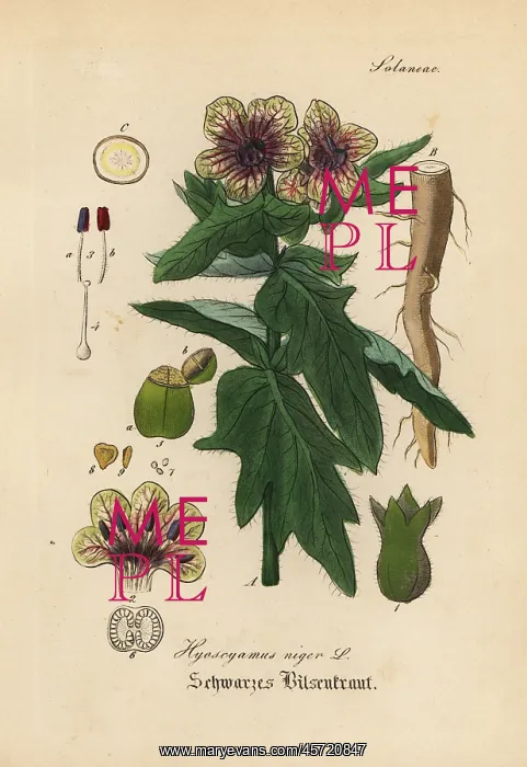 : Black henbane or stinking nightshade, Hyoscyamus niger : Black henbane or stinking nightshade, Hyoscyamus niger