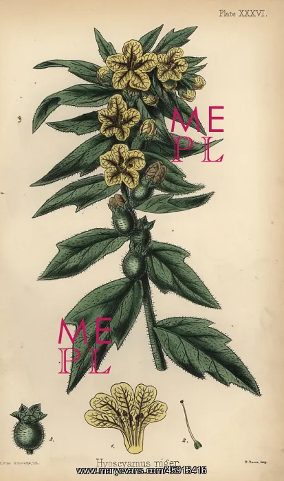 : Black henbane or stinking nightshade, Hyoscyamus niger : Black henbane or stinking nightshade, Hyoscyamus niger