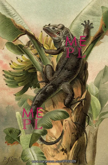  : Black Iguana in Tree