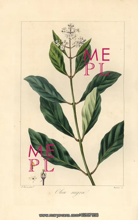 : Black ironwood or olive tree, Olea capensis : Black ironwood or olive tree, Olea capensis