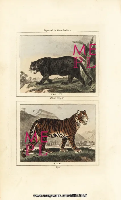 : Black jaguar and endangered Bengal tiger : Black jaguar and endangered Bengal tiger