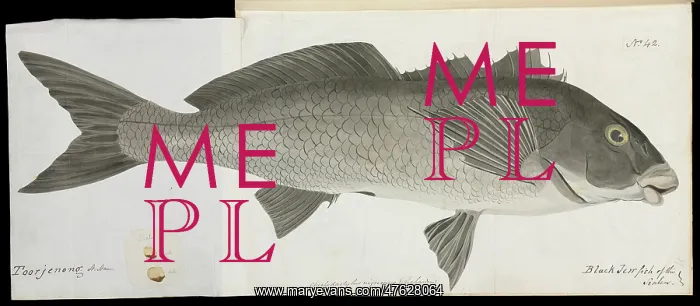 : Black jewfish : Black jewfish