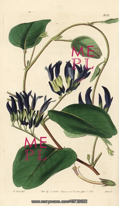: Black kennedia, Kennedia nigricans : Black kennedia, Kennedia nigricans