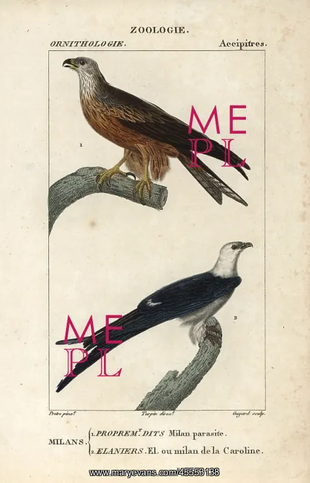 : Black kite, Milvus migrans, and swallow-tailed : Black kite, Milvus migrans, and swallow-tailed