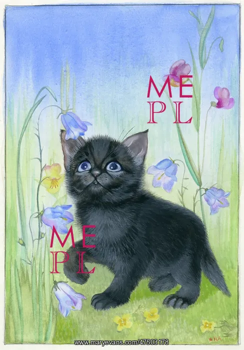  : Black kitten and harebells