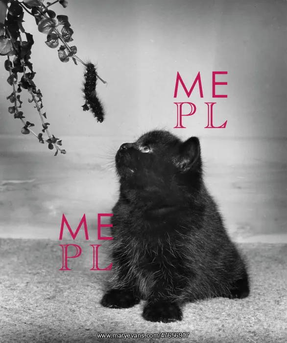 : Black kitten looking up at a caterpillar on a branch : Black kitten looking up at a caterpillar on a branch