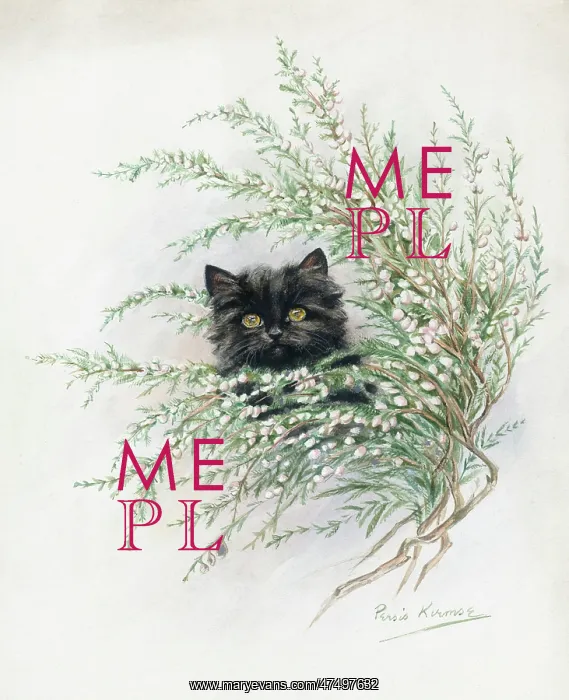  : Black Kitten and White Heather