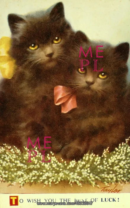  : Two black kittens