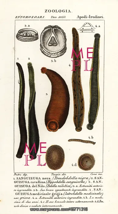 : Black leech, horse leech, etc : Black leech, horse leech, etc