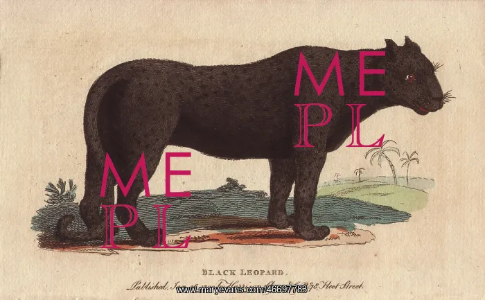 : Black leopard or black jaguar, Panthera pardus : Black leopard or black jaguar, Panthera pardus