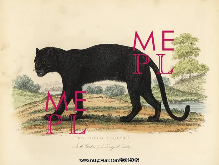 : The Black Leopard, Panthera pardus : The Black Leopard, Panthera pardus