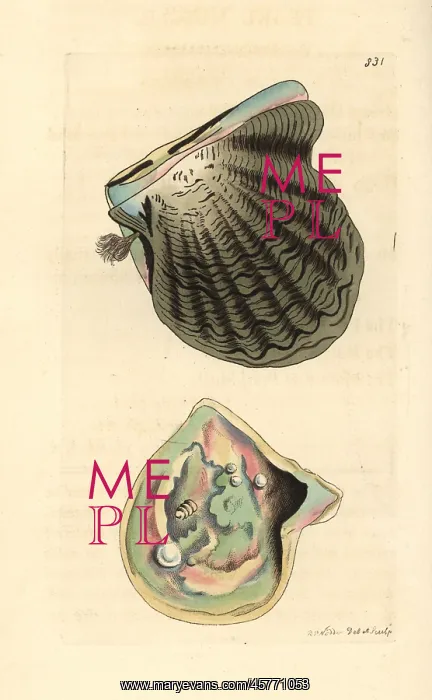 : Black-lip oyster, Pinctada margaritifera : Black-lip oyster, Pinctada margaritifera