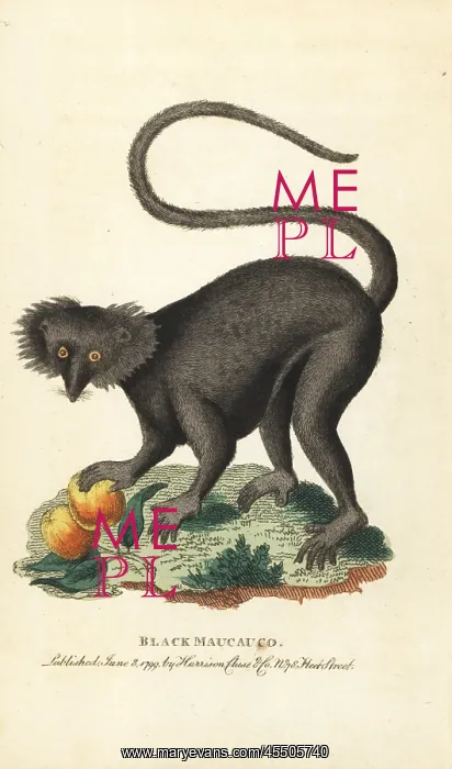 : Black maucauco or black lemur, Eulemur macaco : Black maucauco or black lemur, Eulemur macaco
