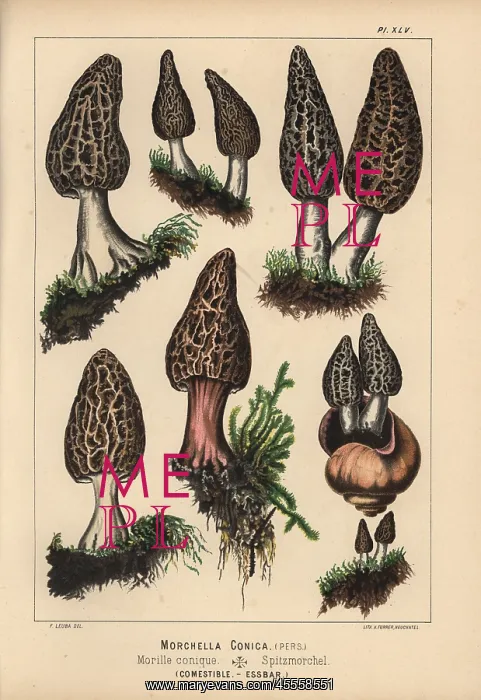 : Black morel, Morchella conica, edible : Black morel, Morchella conica, edible