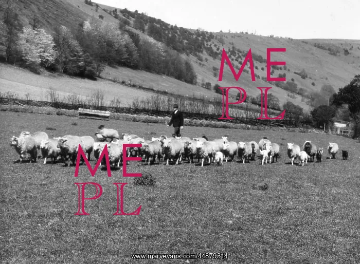 : BLACK MOUNTAINS SHEPHERD : BLACK MOUNTAINS SHEPHERD