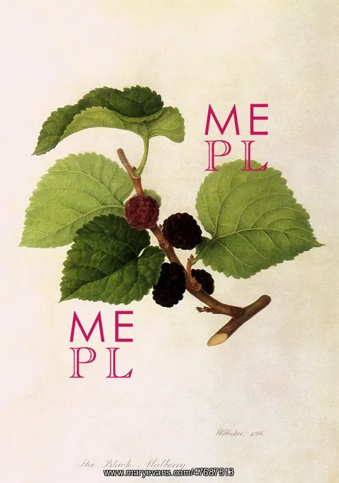  : Black Mulberry
