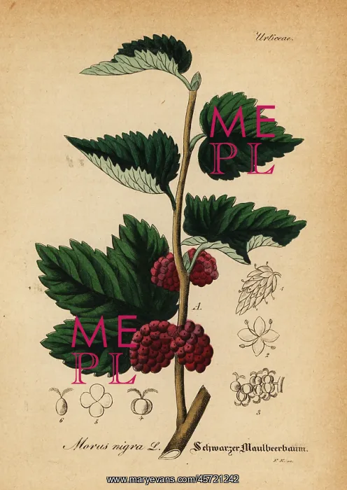: Black mulberry, Morus nigra : Black mulberry, Morus nigra