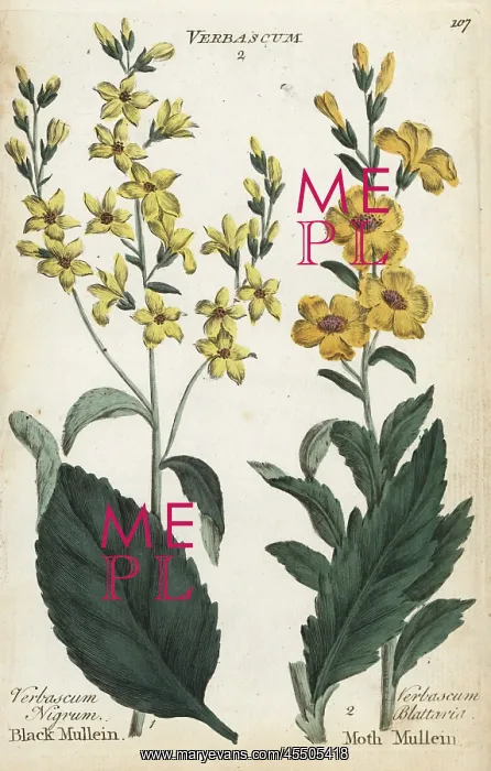 : Black mullein, Verbascum nigrum, and moth mullein : Black mullein, Verbascum nigrum, and moth mullein