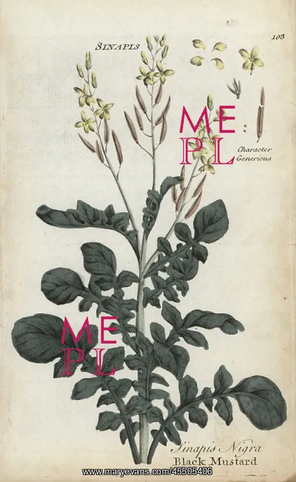 : Black mustard, Brassica nigra : Black mustard, Brassica nigra