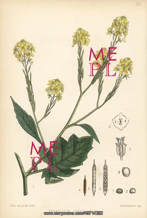 : Black mustard, Brassica nigra : Black mustard, Brassica nigra