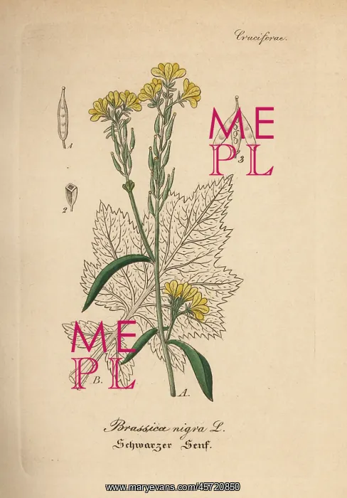 : Black mustard, Brassica nigra : Black mustard, Brassica nigra