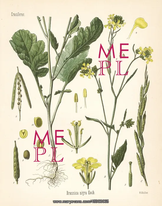 : Black mustard, Brassica nigra : Black mustard, Brassica nigra