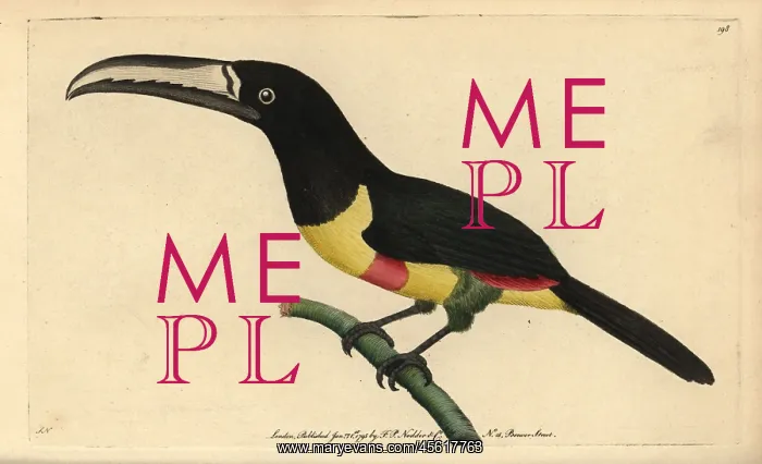 : Black-necked aracari, Pteroglossus aracari : Black-necked aracari, Pteroglossus aracari