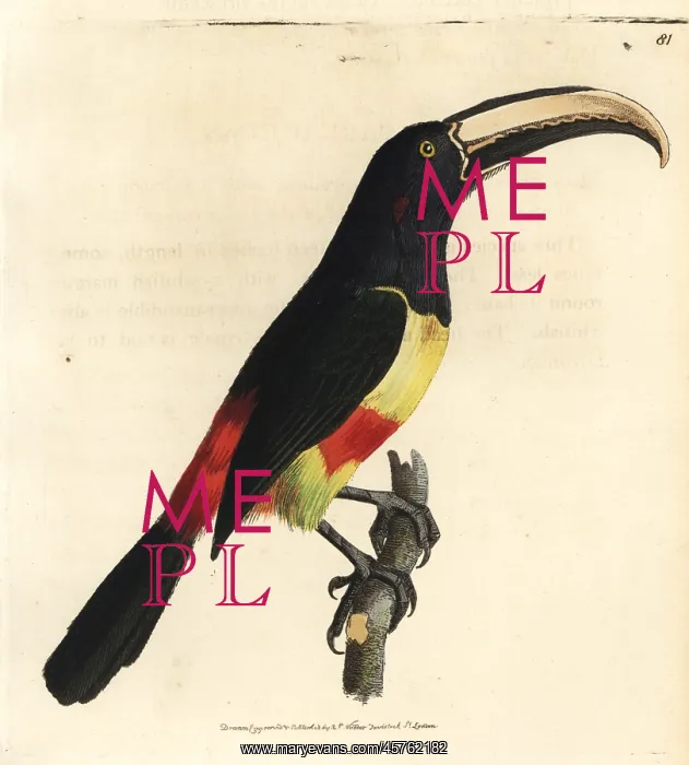 : Black-necked aracari, Pteroglossus aracari : Black-necked aracari, Pteroglossus aracari