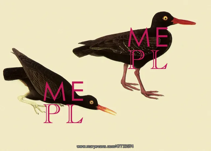  : Black Oystercatcher