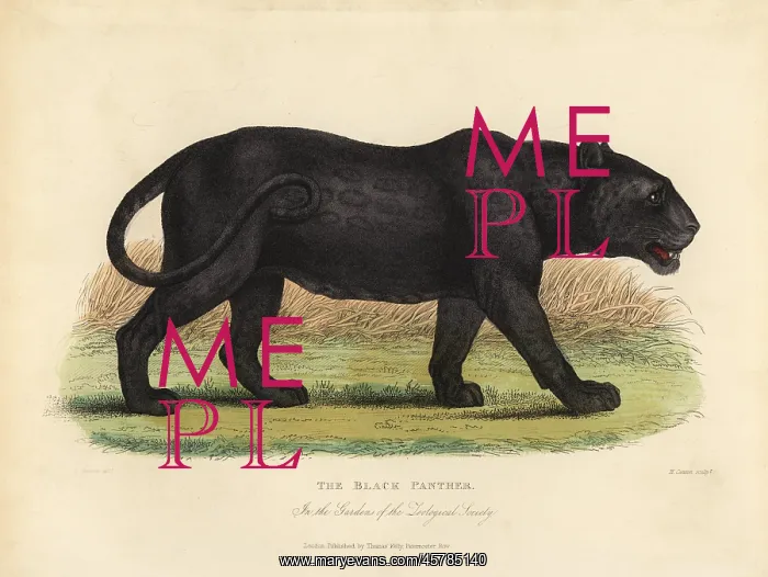 : Black Panther, Panthera pardus or Panthera onca : Black Panther, Panthera pardus or Panthera onca