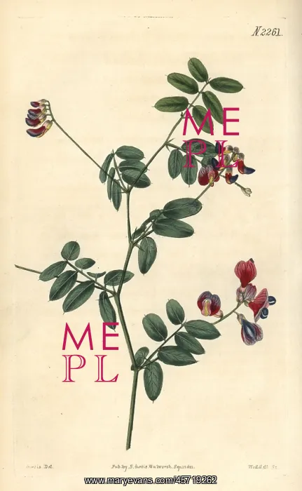 : Black pea, Lathyrus niger : Black pea, Lathyrus niger