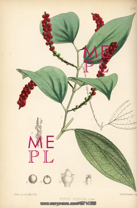 : Black pepper or murich, Piper nigrum : Black pepper or murich, Piper nigrum