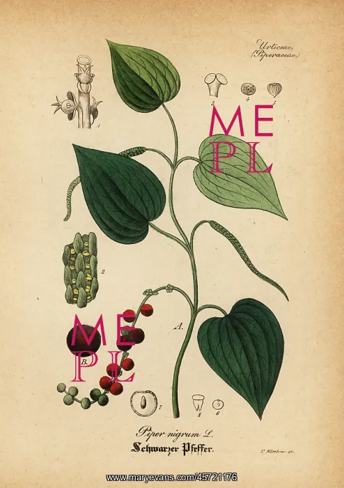 : Black pepper, Piper nigrum : Black pepper, Piper nigrum