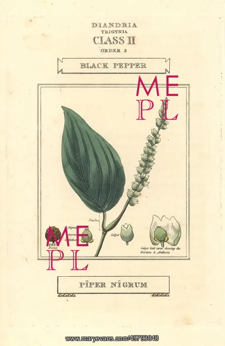 : Black pepper, Piper nigrum : Black pepper, Piper nigrum