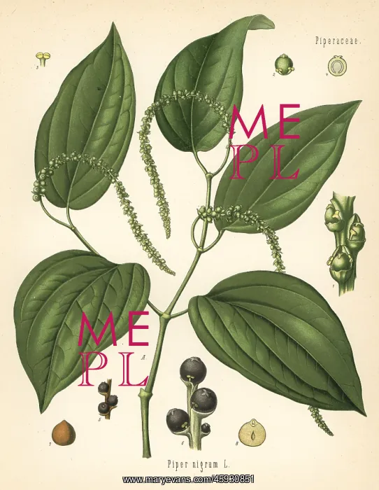  : Black pepper, Piper nigrum