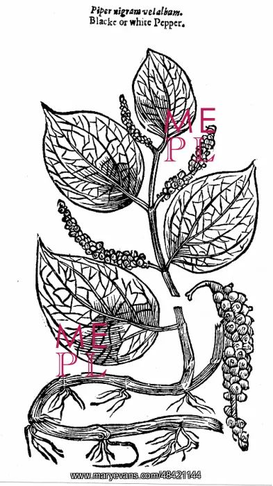 : Black Pepper (Piper nigrum) native to Malabar : Black Pepper (Piper nigrum) native to Malabar