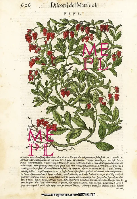 : Black pepper, Piper nigrum (Pepe) : Black pepper, Piper nigrum (Pepe)