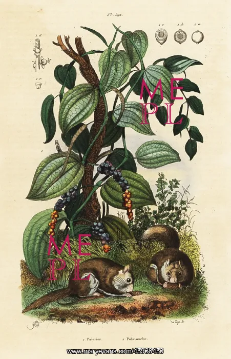 : Black pepper and southern flying squirrel : Black pepper and southern flying squirrel