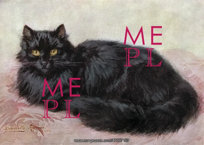 : BLACK PERSIAN CAT : BLACK PERSIAN CAT