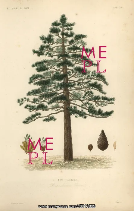 : Black pine or Austrian pine, Pinus nigra subsp. laricio : Black pine or Austrian pine, Pinus nigra subsp. laricio