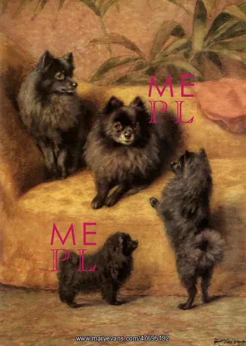  : Black Pomeranians