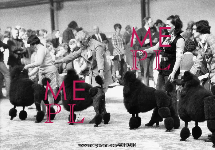 : Black poodles at the Manchester Dog Show : Black poodles at the Manchester Dog Show