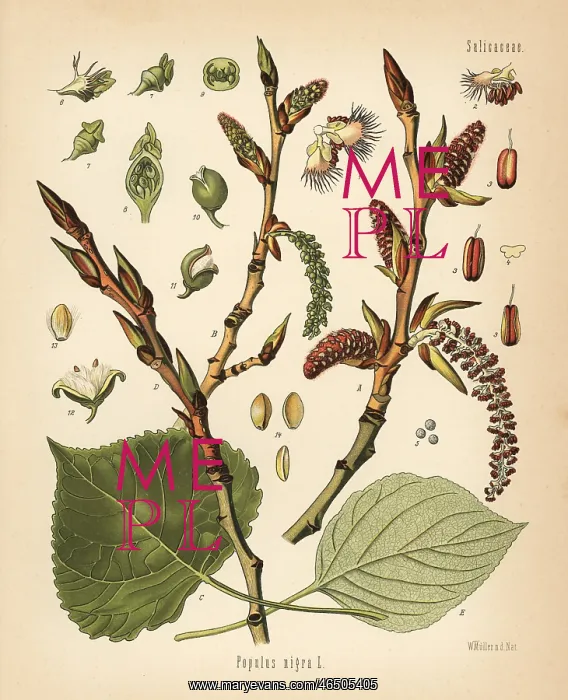 : Black poplar tree, Populus nigra : Black poplar tree, Populus nigra