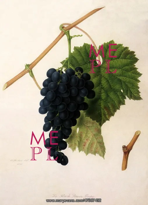  : Black Prince Grapes