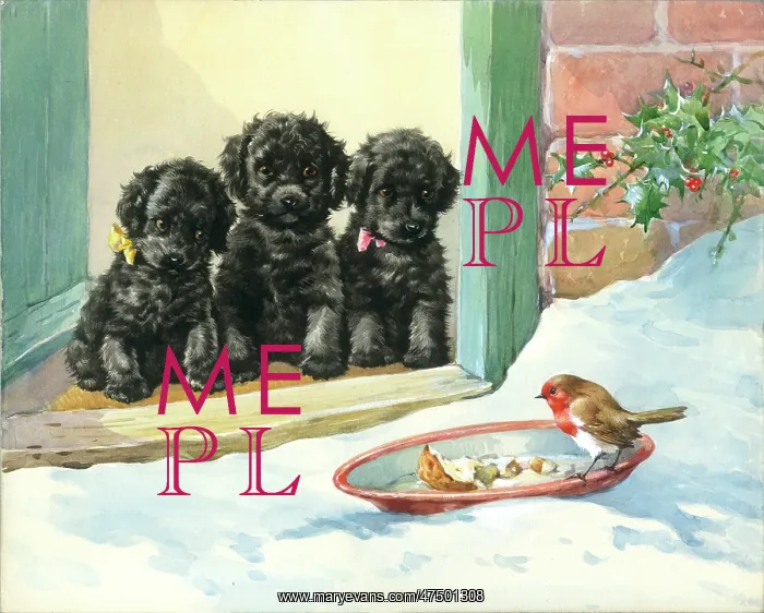 : Three black puppies looking at a robin : Three black puppies looking at a robin