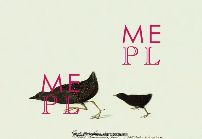 : Black Rail, Laterallus jamaicensis : Black Rail, Laterallus jamaicensis