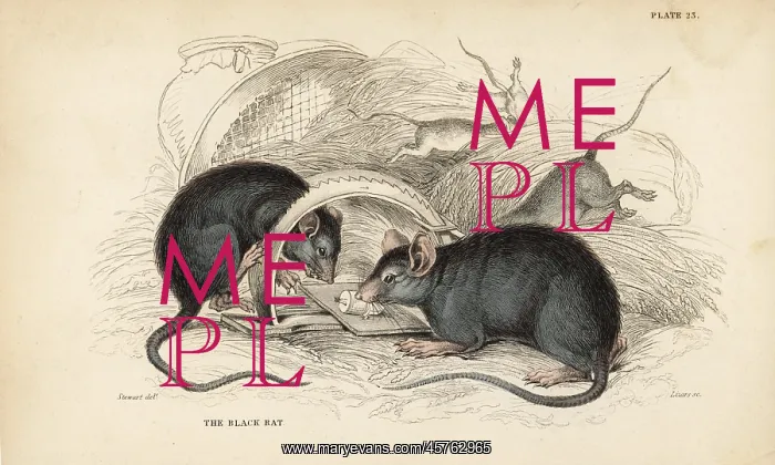 : Black rat, Rattus rattus : Black rat, Rattus rattus