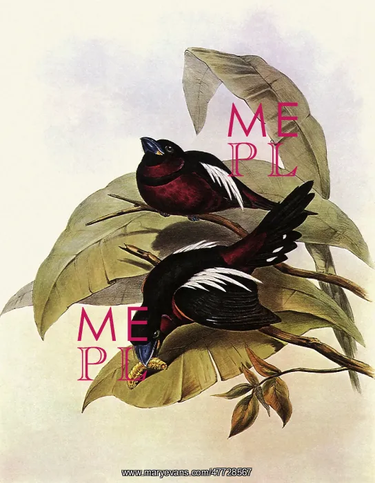 : Black and Red Broadbill, Cymbirhynchus macrohynchus : Black and Red Broadbill, Cymbirhynchus macrohynchus