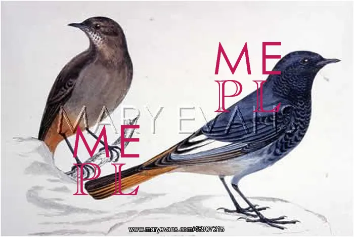 : BLACK REDSTART (FOM) : BLACK REDSTART (FOM)