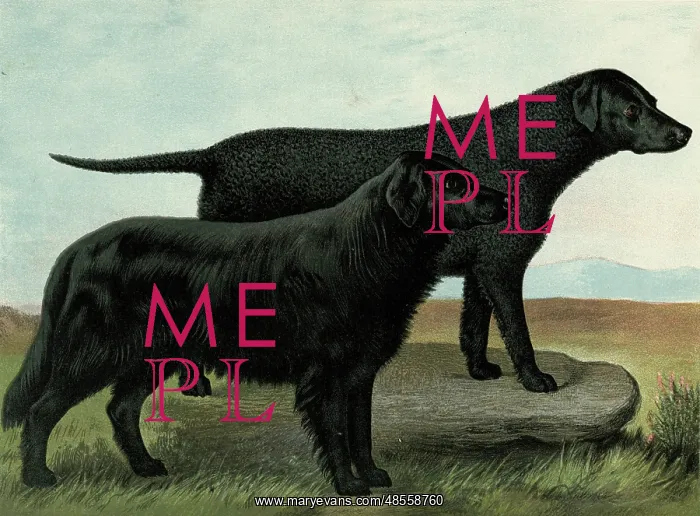  : Black Retrievers